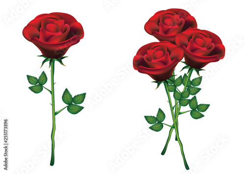 Red roses with green leaves on white background.