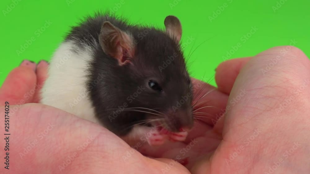 Rat on hand green screen Rat on hand green screen