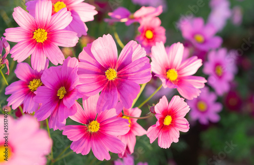 Closeup beautiful pink cosmos flower with blue sky background, selective focus