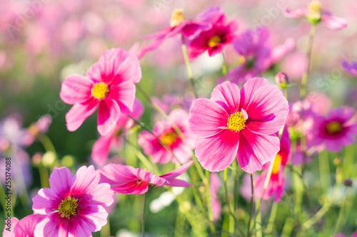 Closeup beautiful pink cosmos flower with blue sky background  selective focus