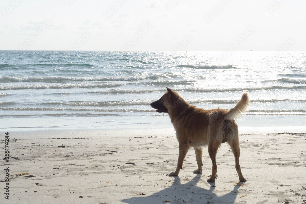 Dog standing on the beach with sea water, selective focus Dog standing on the beach with sea water, selective focus