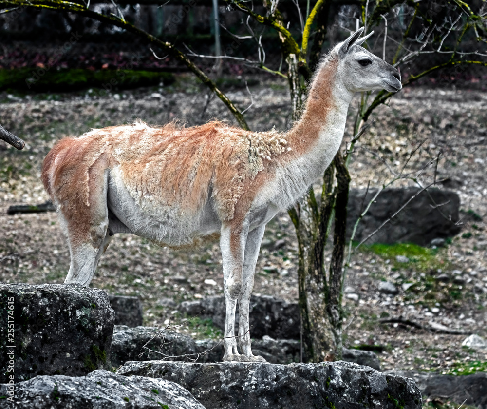 Guanaco. Latin name - Lama guanicoe Guanaco. Latin name - Lama guanicoe