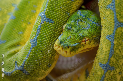Chondropython (Green Tree Python Snake)