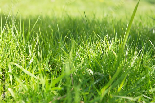 Spring Flowers In The Garden