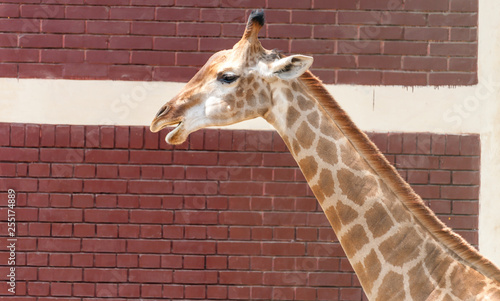 Canvas Print Giraffe - Head View