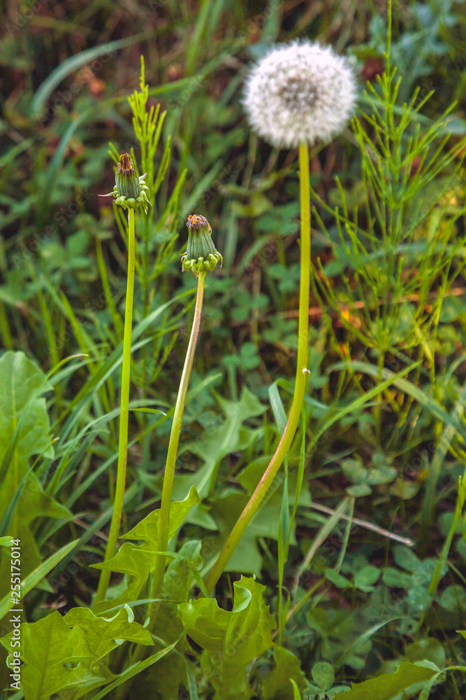 dandelion in the foreground with stem and bulb