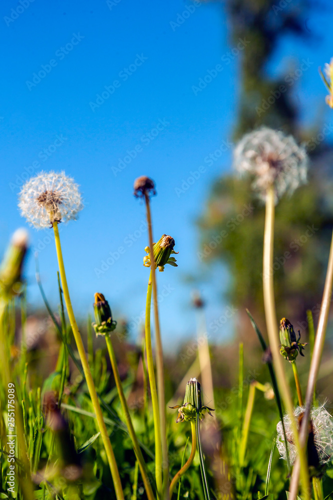 dandelion in the foreground with stem and bulb