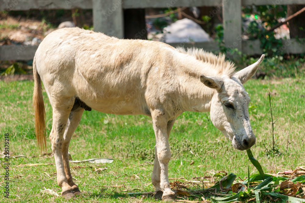 White Horse in the Firm