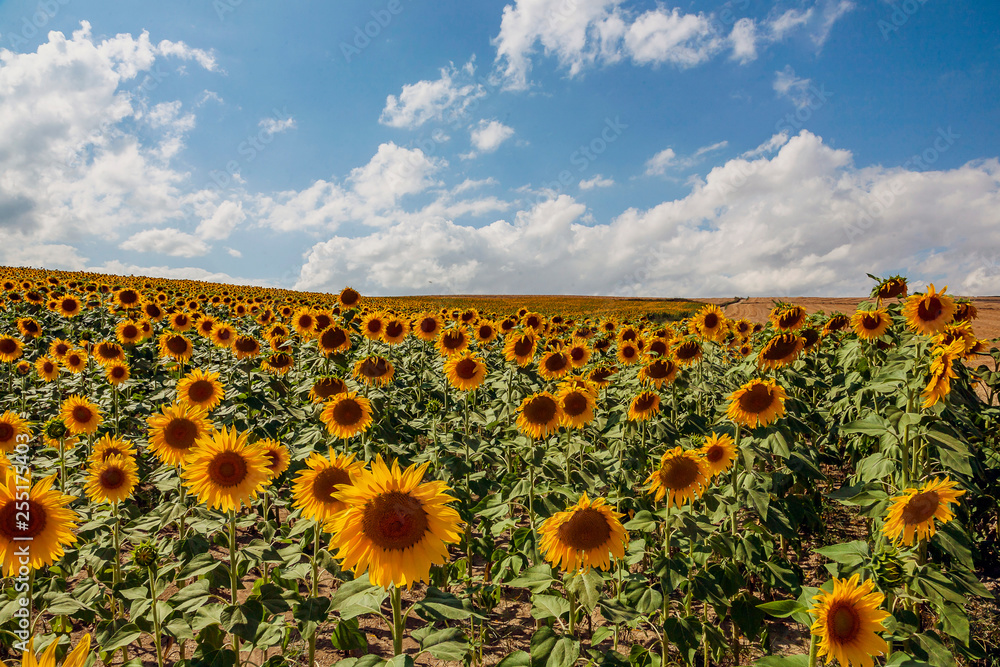 Obraz premium field of sunflowers in burgos