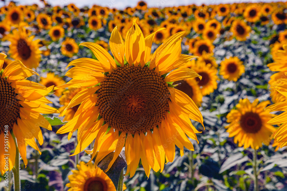 happy sunflowers in the field pollinated by bees