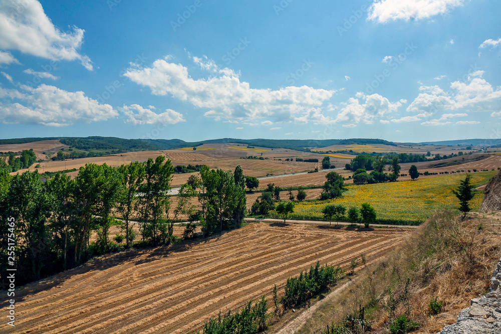 Fototapeta premium field of sunflowers in burgos