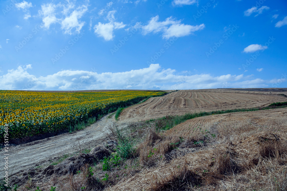 field of sunflowers in burgos field of sunflowers in burgos