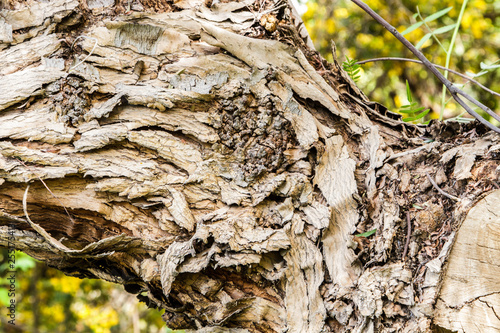 tree details