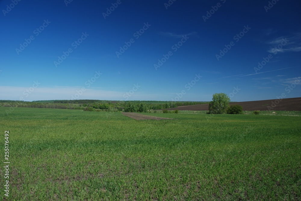 spring meadow