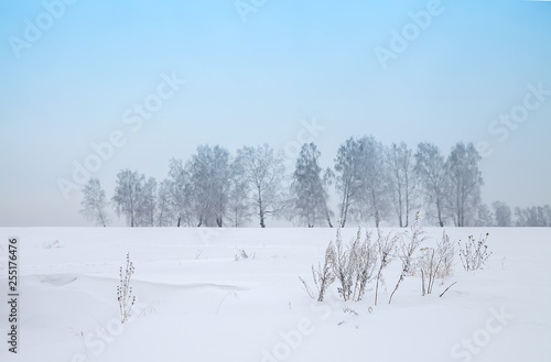 winter landscape snow drifts, dry grass and birch grove in the background © Lyubov Furs