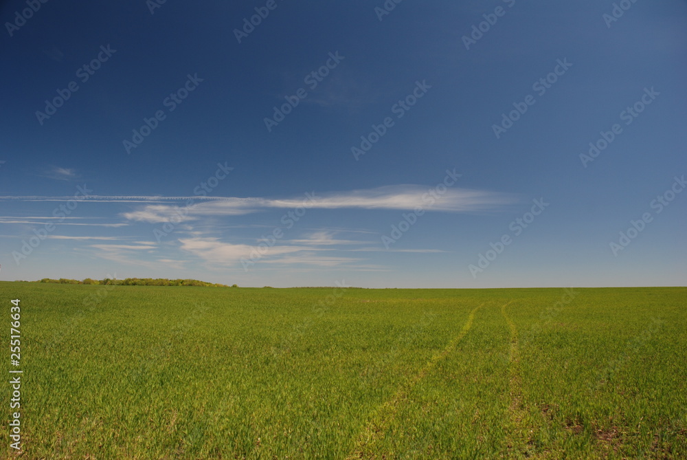 spring meadow