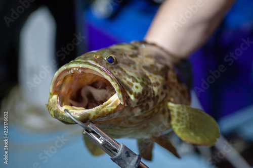 male hands hold a large grouper with open mouth