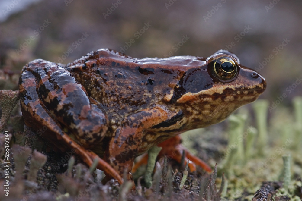 Frosch Frosch
