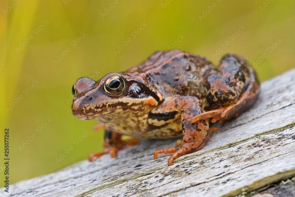Fototapeta premium Frosch