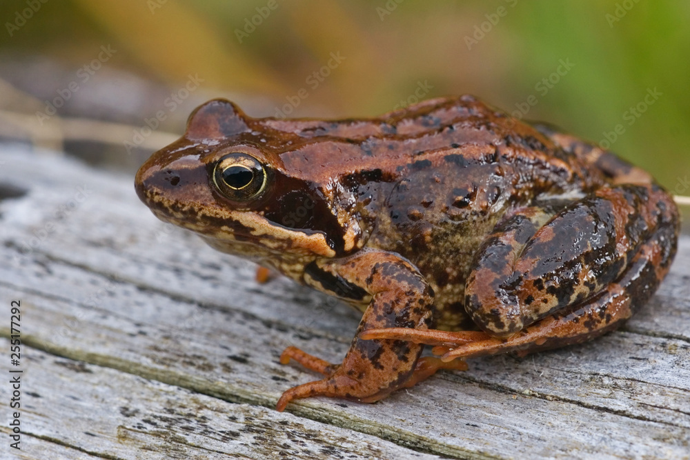 Naklejka premium Frosch