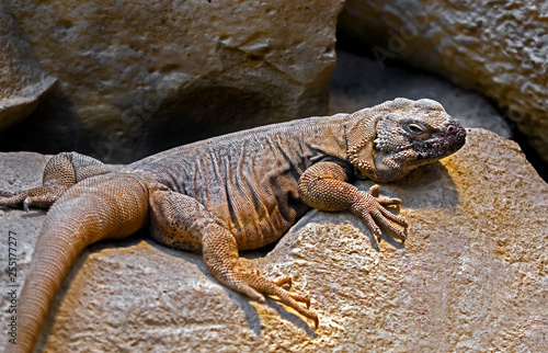 Chuckwalla lizard. Latin name - Sauromalus obesus