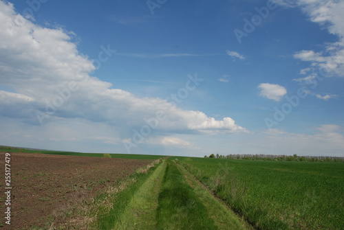 country road in the fields