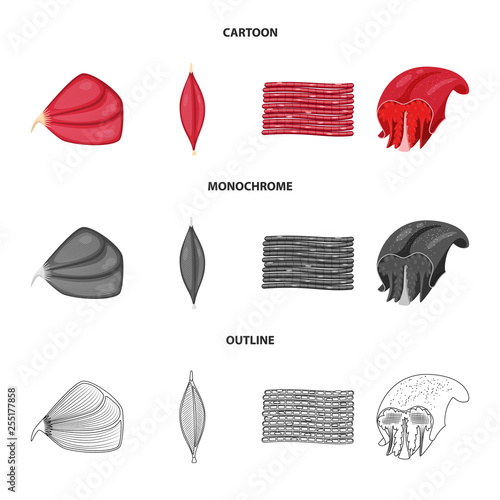 Vector design of fiber and muscular icon. Collection of fiber and body  stock vector illustration.