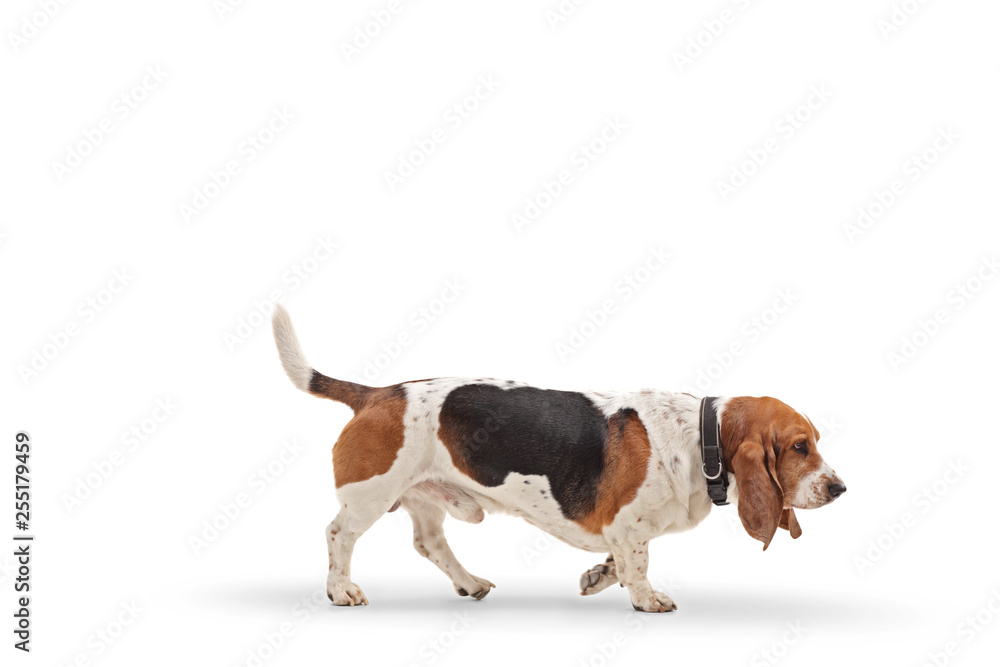 Profile shot of a basset hound dog walking Profile shot of a basset hound dog walking