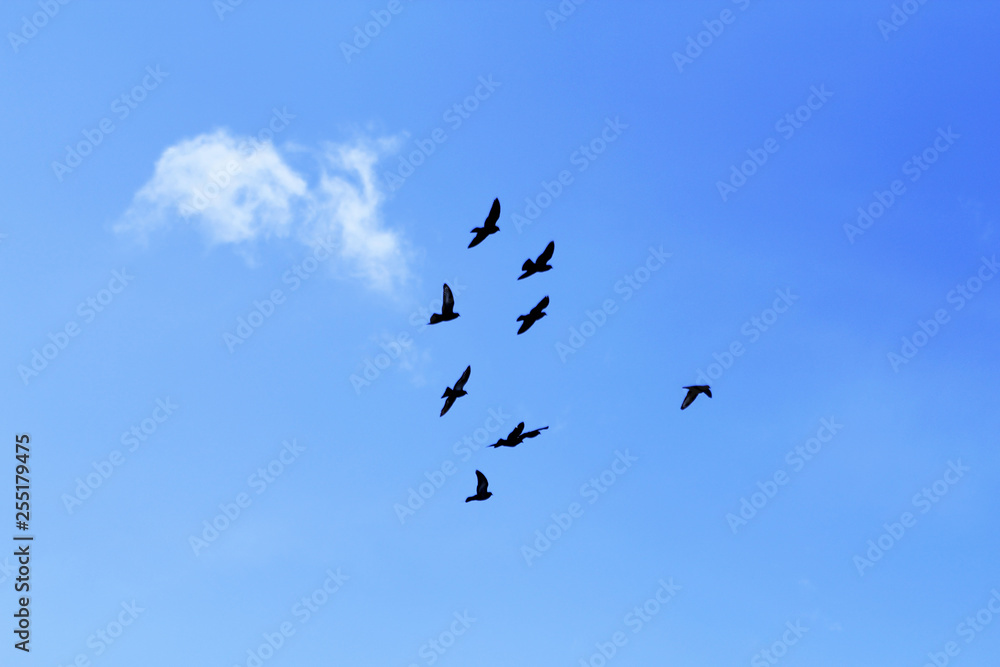 A flock of flying birds against the blue sky
