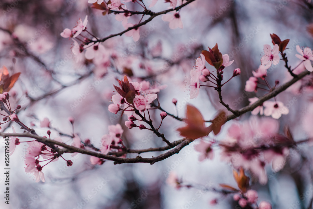 Spring cherry blossoms, pink flowers Spring cherry blossoms, pink flowers