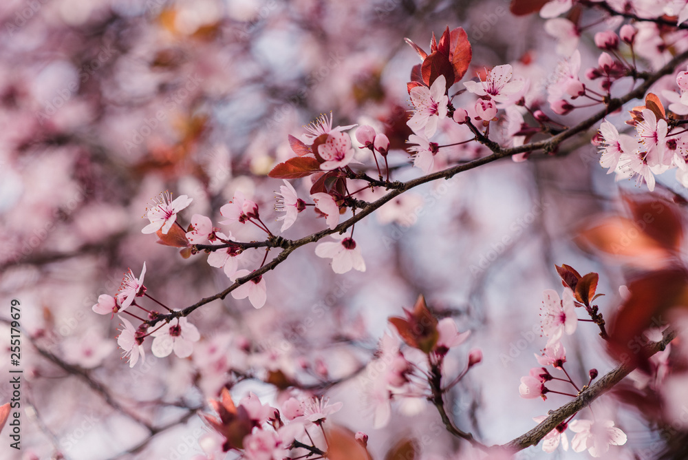 Spring cherry blossoms, pink flowers Spring cherry blossoms, pink flowers