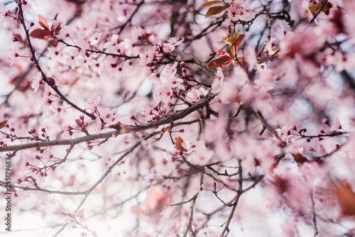 Spring cherry blossoms, pink flowers