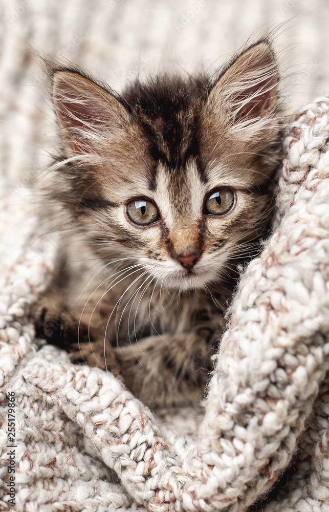Cute little kitten in a soft blanket