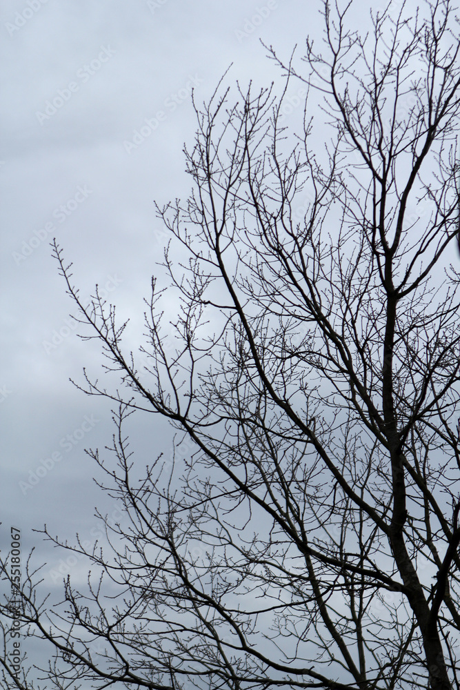Obraz premium Bare tree branches against the sky