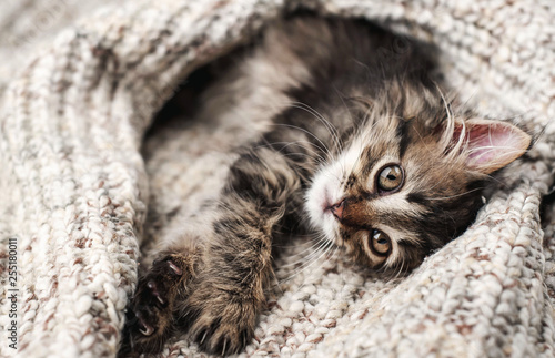 Fototapeta Naklejka Na Ścianę i Meble -  Cute little kitten in a soft blanket