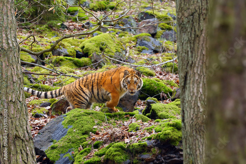 The Siberian tiger  Panthera tigris tigris  also called Amur tiger  Panthera tigris altaica  walking through the forest. Young tiger in the in a natural environment.