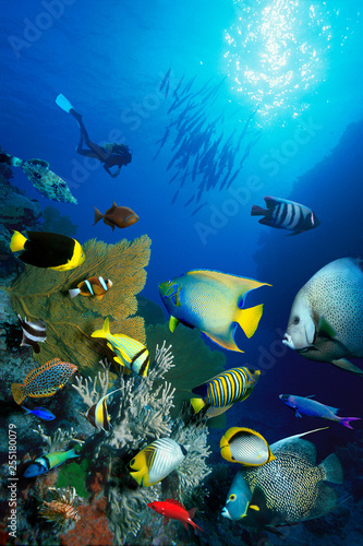 Barracuda, coral, reef fish, and SCUBA diver in Coral Sea, Australia