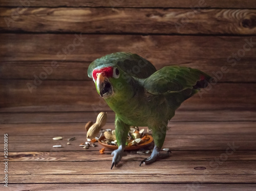 Angry green parrot Amazon. Parrot food.
