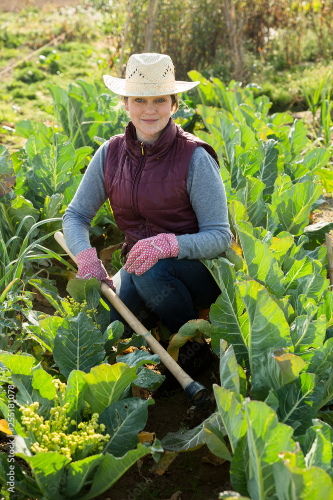 Woman planting on beds with cauliflower