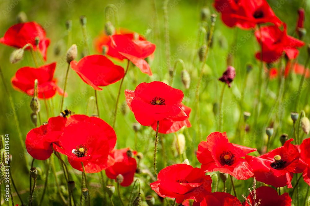 poppy field poppy field