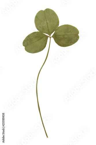 Pressed green clover leaf isolated on white background