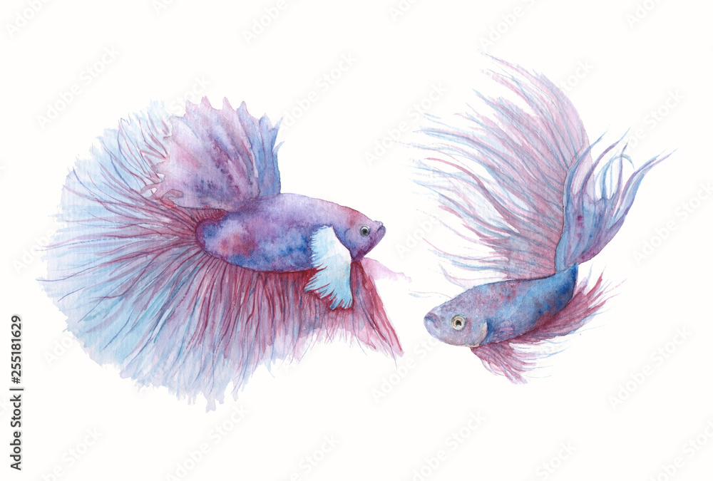 Obraz premium watercolor beautiful fish