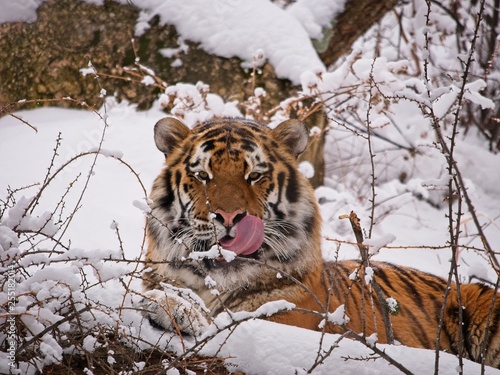Tiger enjoying the snow