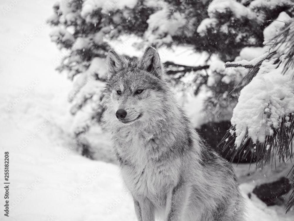 Obraz premium Wolf in the Snow