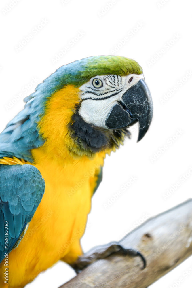 Obraz premium macaw