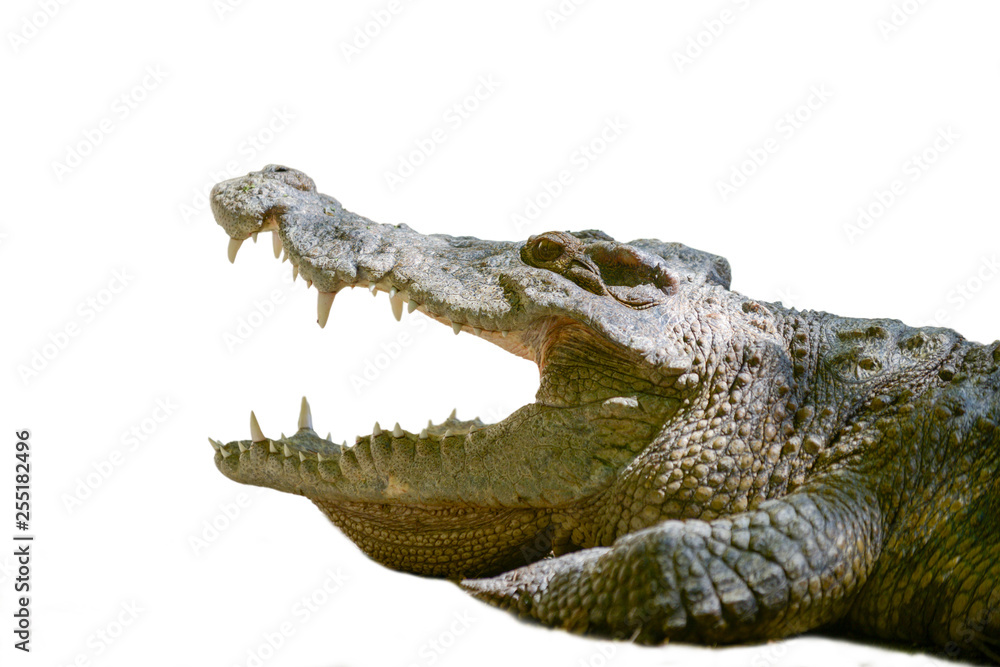 Obraz premium Crocodile mouth