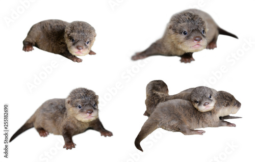 4 acction of baby otter photo