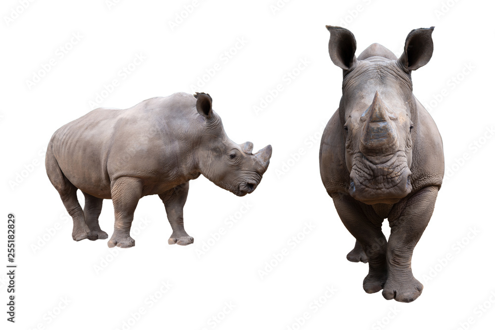 Obraz premium white rhino