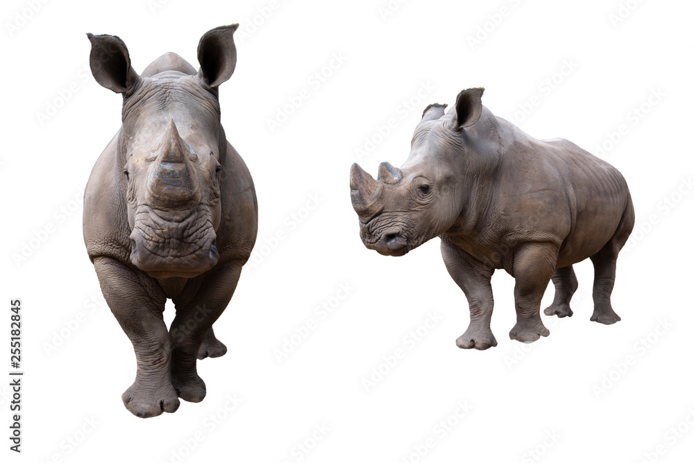 white rhino