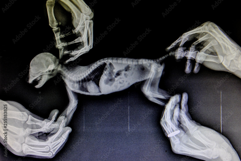 X-ray images of wild animal